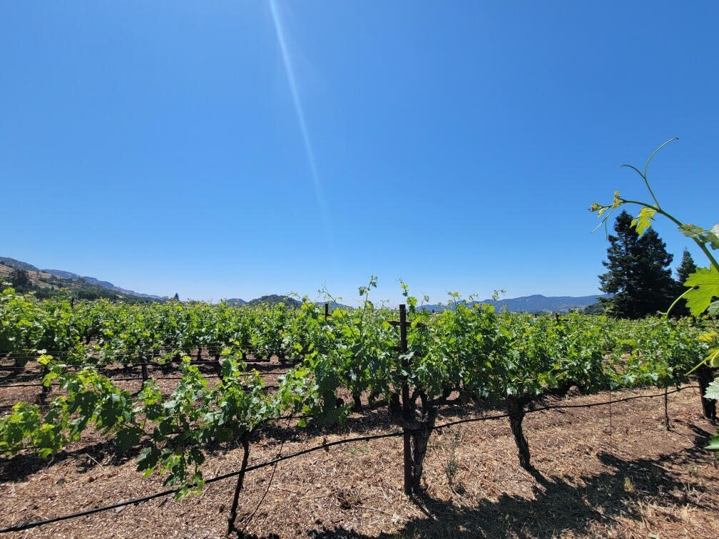 Paraduxx Vineyard